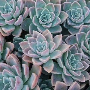 Meet your Posher, Carnation